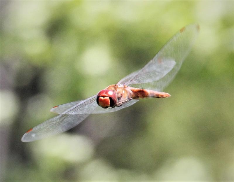 Photo of Spot-winged Glider