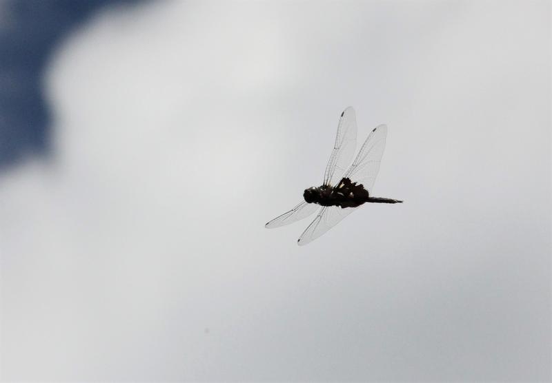 Photo of Black Saddlebags