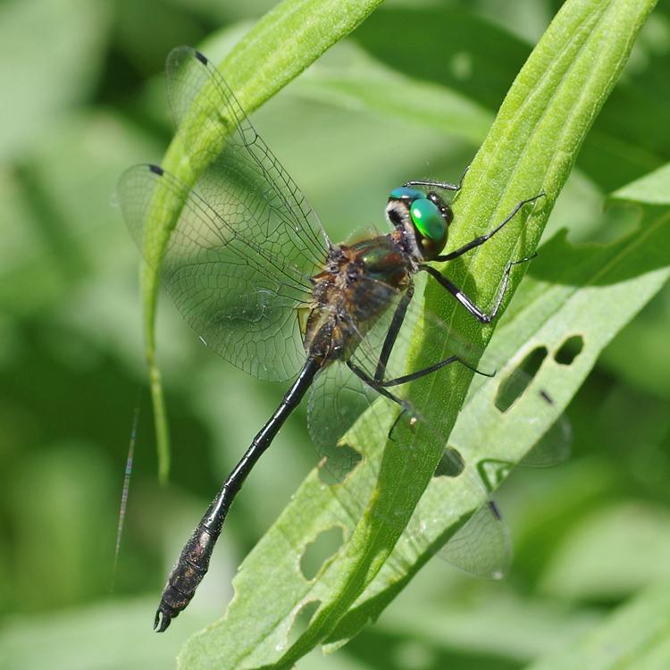 Photo of Racket-tailed Emerald