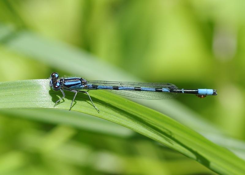 Photo of Marsh Bluet