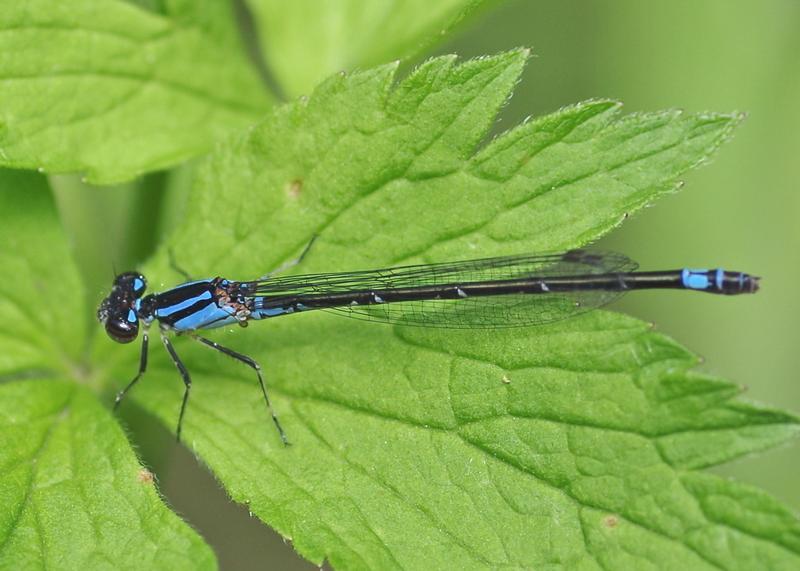Photo of Skimming Bluet