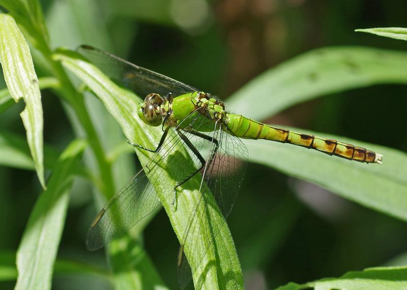 Photo of Eastern Pondhawk