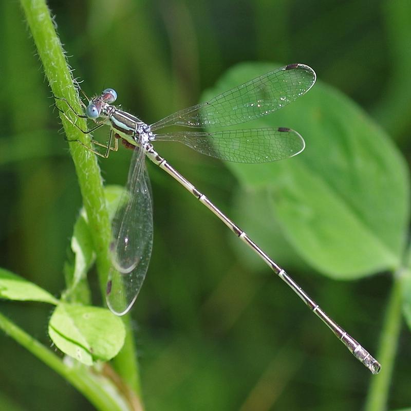 Photo of Slender Spreadwing
