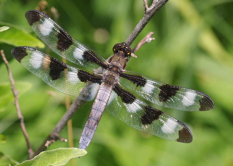 Photo of Twelve-spotted Skimmer