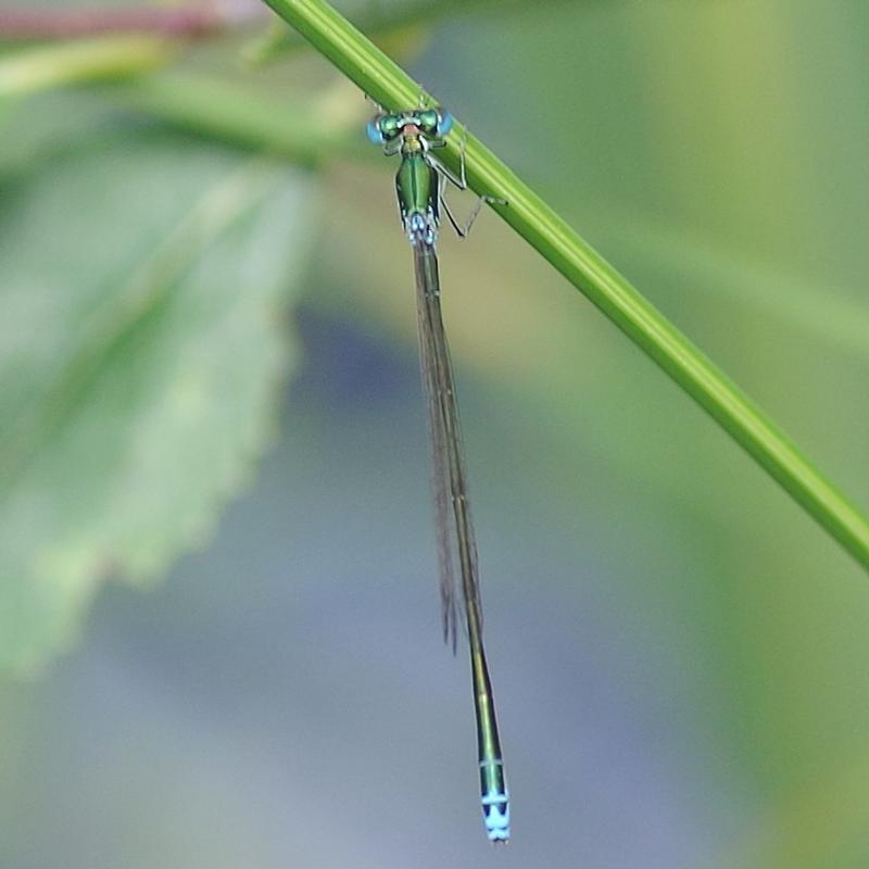Photo of Sedge Sprite