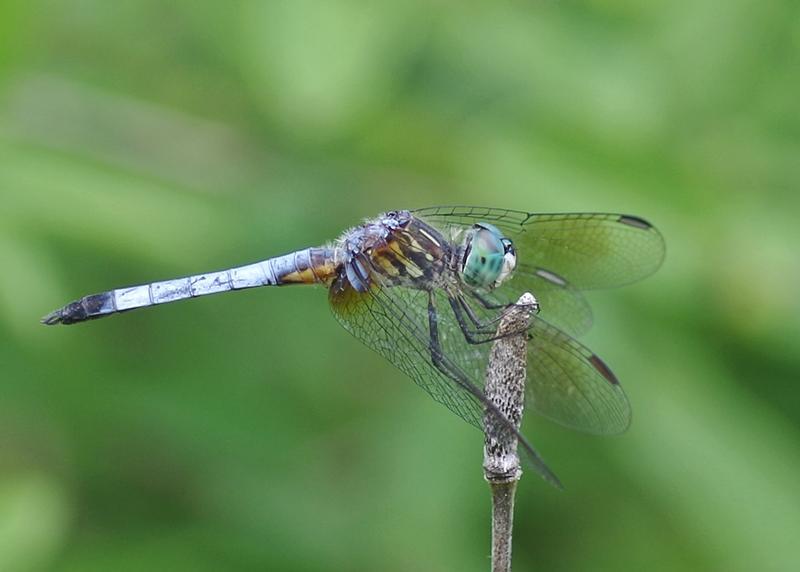 Photo of Blue Dasher