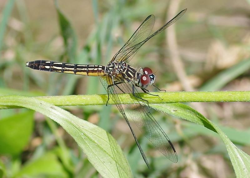 Photo of Blue Dasher