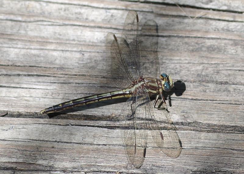Photo of Dusky Clubtail
