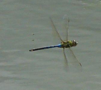 Photo of Common Green Darner