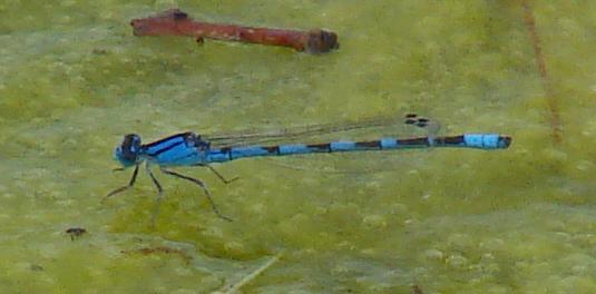 Photo of Familiar Bluet