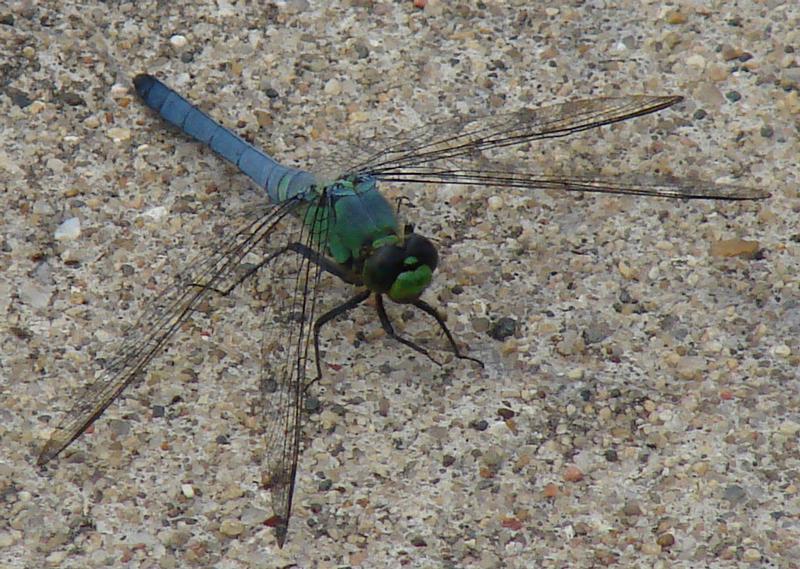 Photo of Eastern Pondhawk