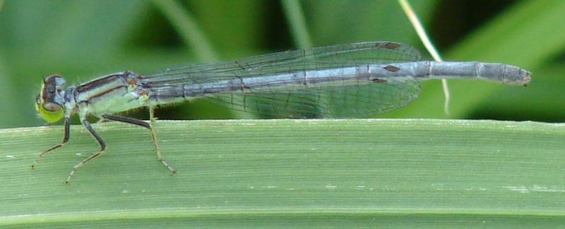 Photo of Eastern Forktail