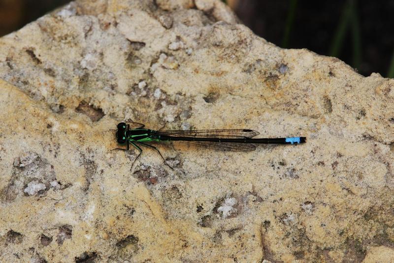 Photo of Eastern Forktail