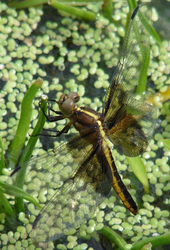 Photo of Widow Skimmer