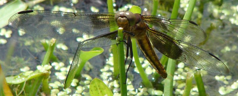 Photo of Widow Skimmer