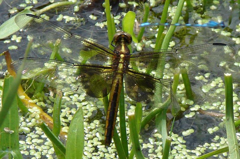 Photo of Widow Skimmer