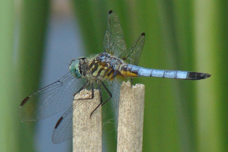 Photo of Blue Dasher