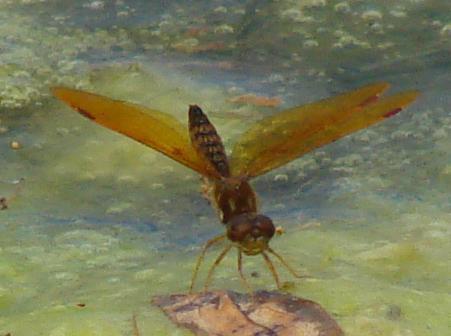 Photo of Eastern Amberwing