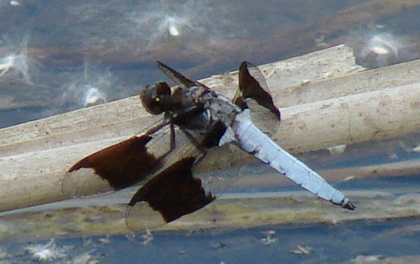 Photo of Common Whitetail