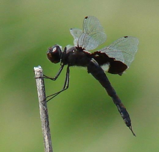 Photo of Black Saddlebags