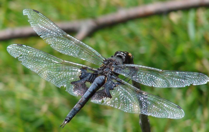 Photo of Black Saddlebags