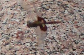 Photo of Red Saddlebags