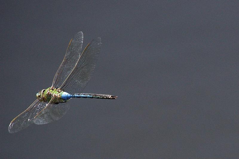 Photo of Common Green Darner