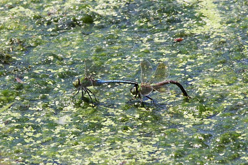 Photo of Common Green Darner