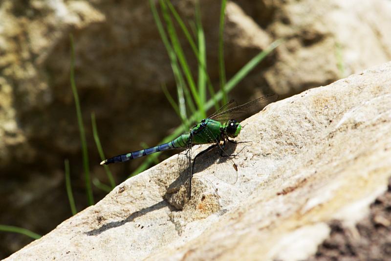 Photo of Eastern Pondhawk