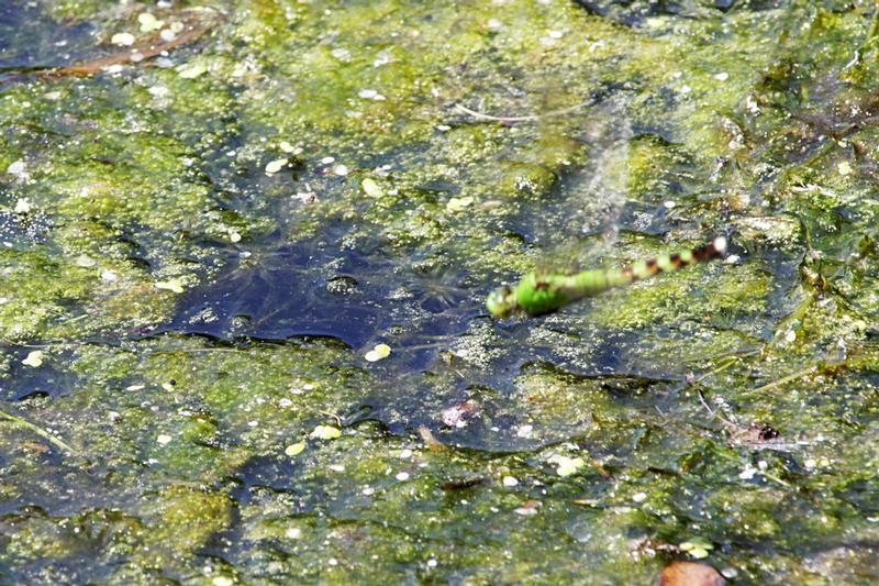 Photo of Eastern Pondhawk