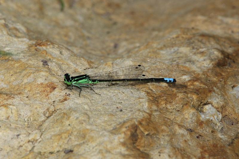 Photo of Eastern Forktail