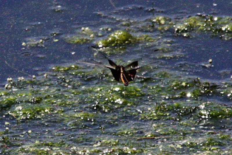 Photo of Widow Skimmer