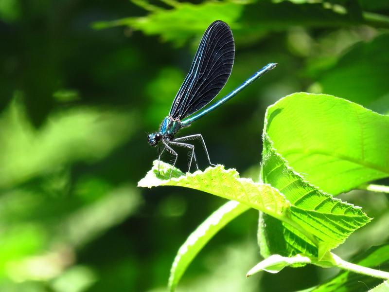 Photo of Ebony Jewelwing