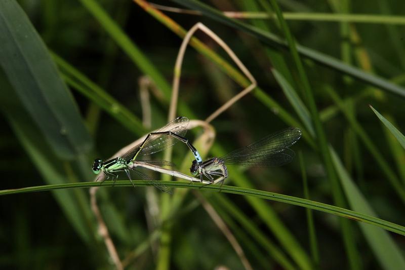 Photo of Eastern Forktail