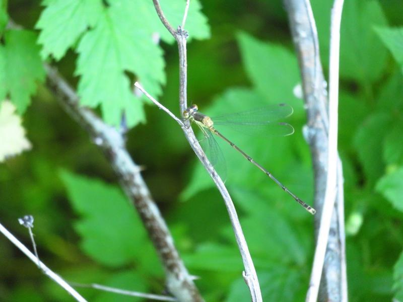 Photo of Slender Spreadwing