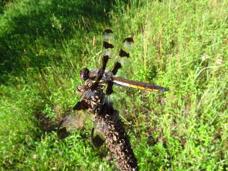 Photo of Twelve-spotted Skimmer