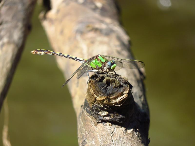 Photo of Sioux Snaketail