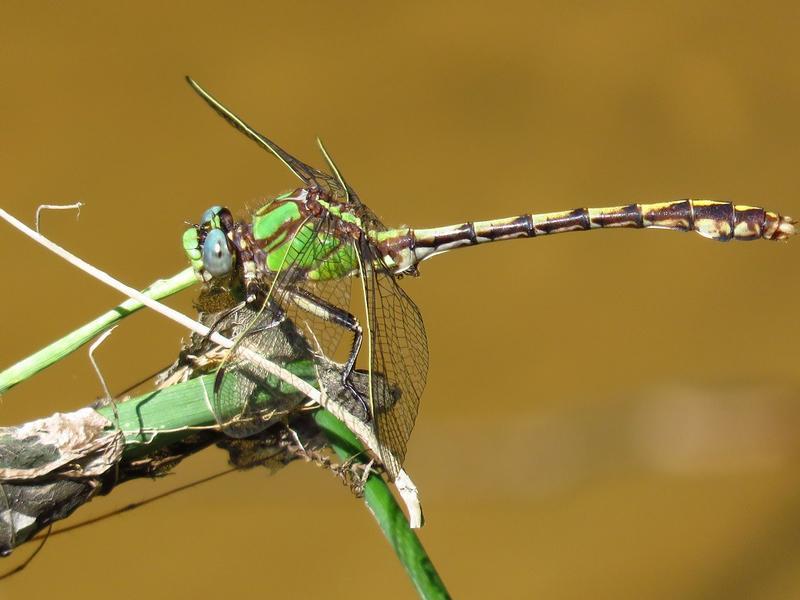 Photo of Sioux Snaketail