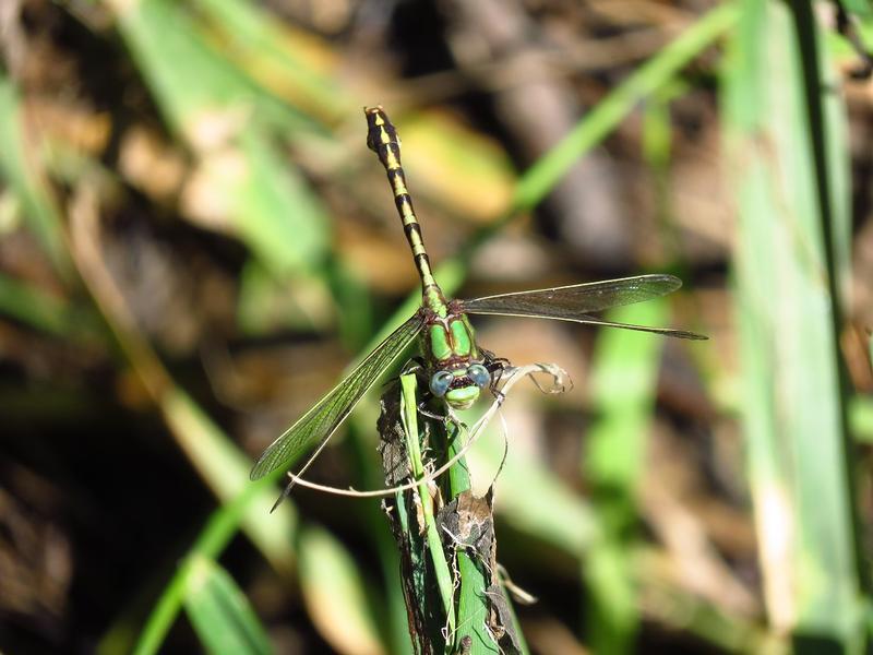 Photo of Sioux Snaketail