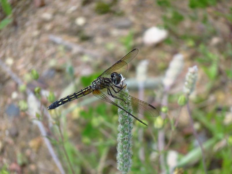 Photo of Blue Dasher