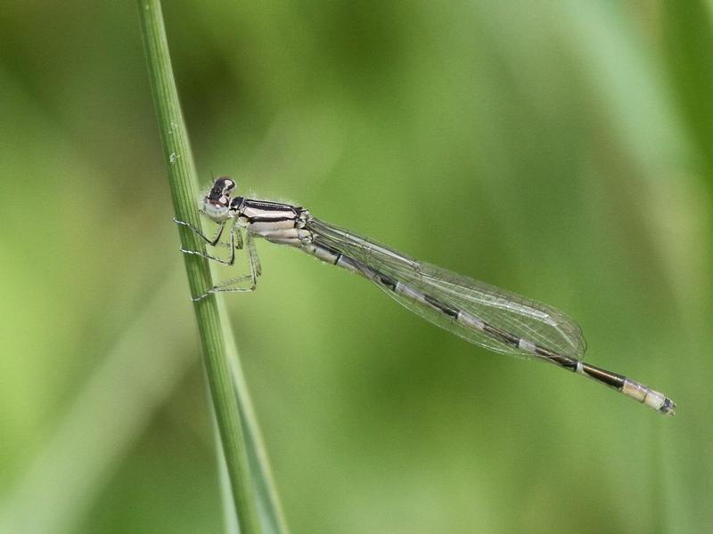 Photo of Tule Bluet