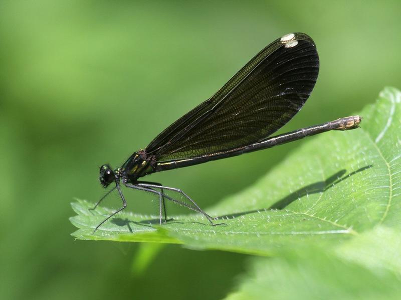 Photo of Ebony Jewelwing