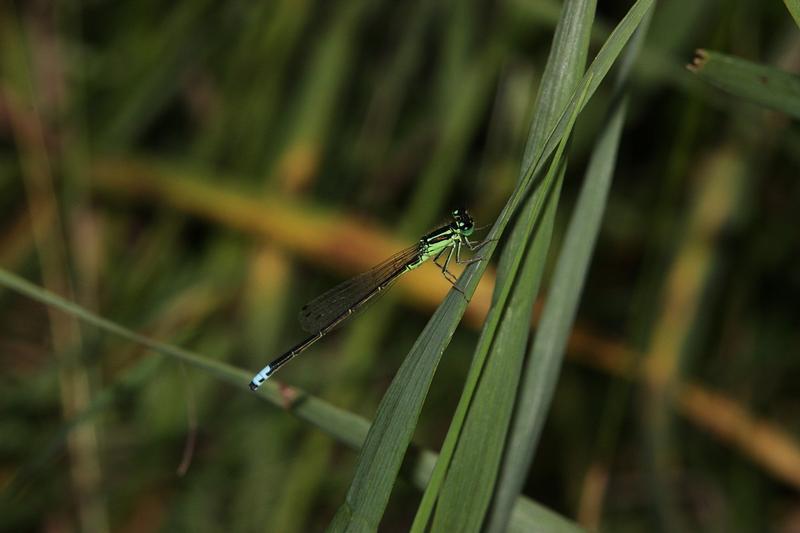 Photo of Eastern Forktail