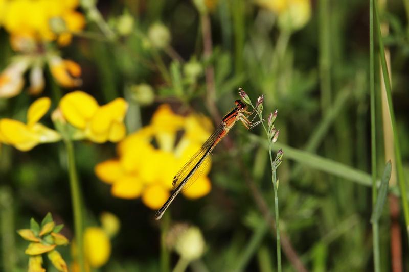 Photo of Eastern Forktail
