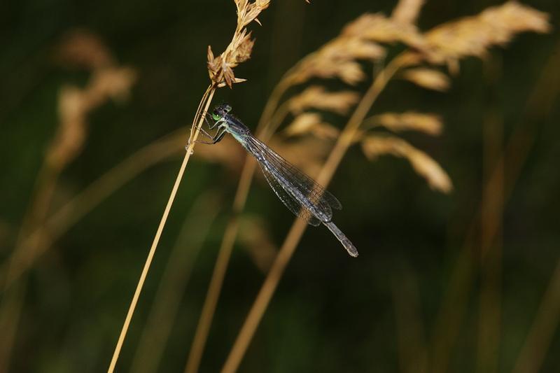 Photo of Eastern Forktail