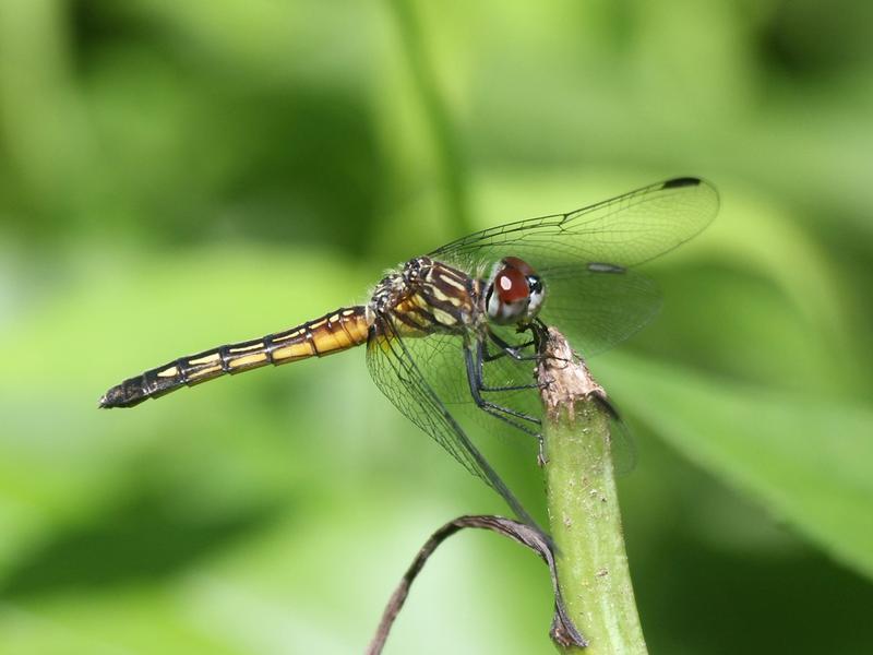 Photo of Blue Dasher