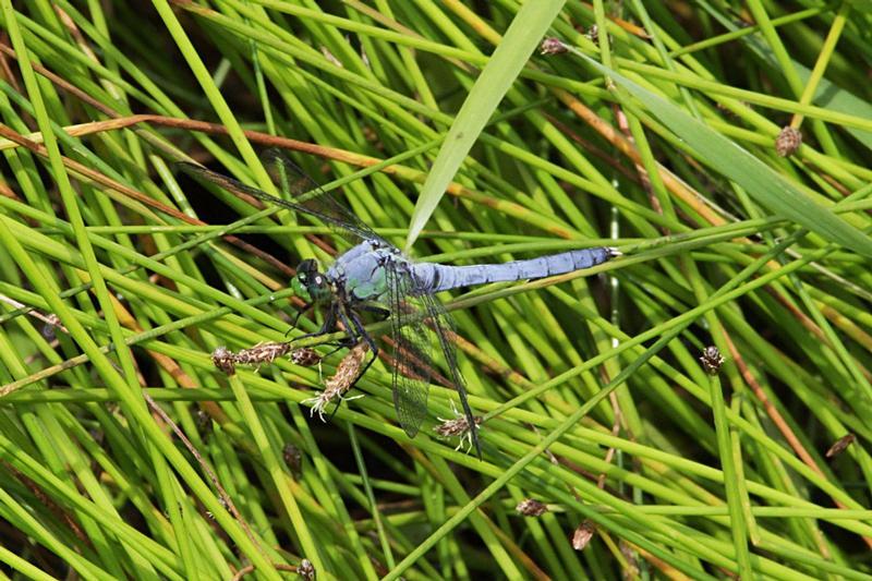 Photo of Eastern Pondhawk