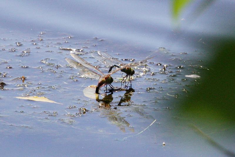 Photo of Common Green Darner