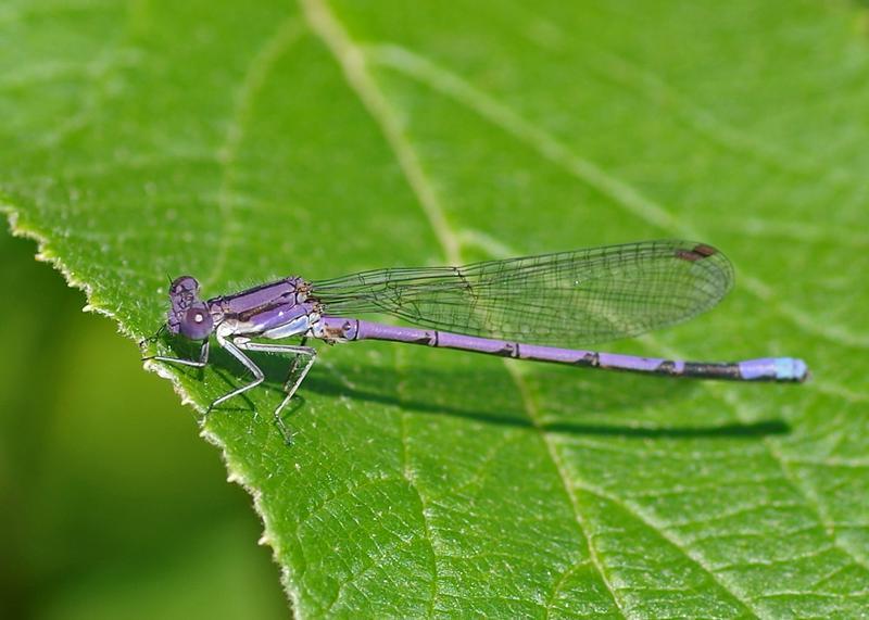 Photo of Variable Dancer (Violet Dancer ssp.)