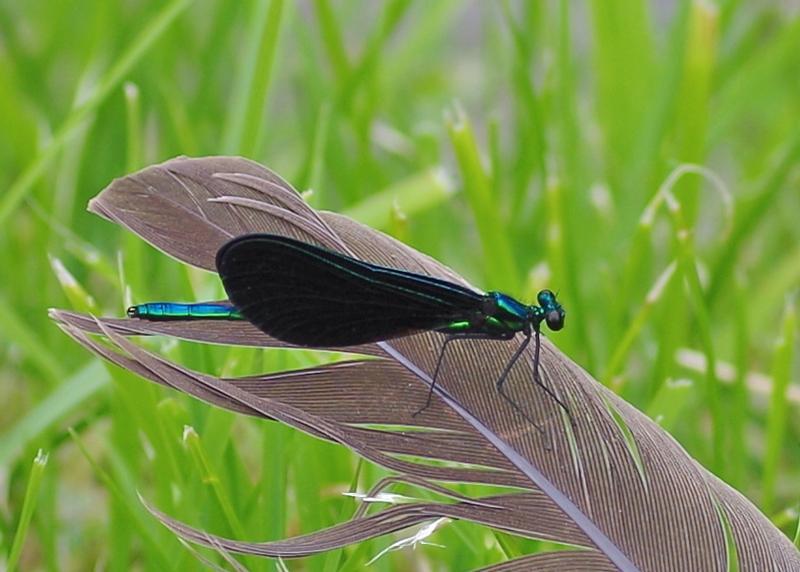 Photo of Ebony Jewelwing